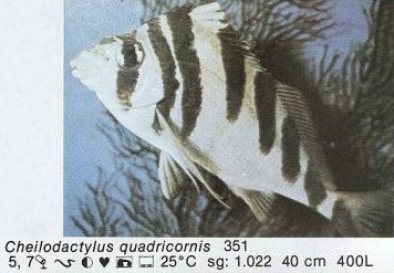 Cheilodactylus quadricornis